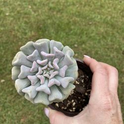 Echeveria Cubic Frost