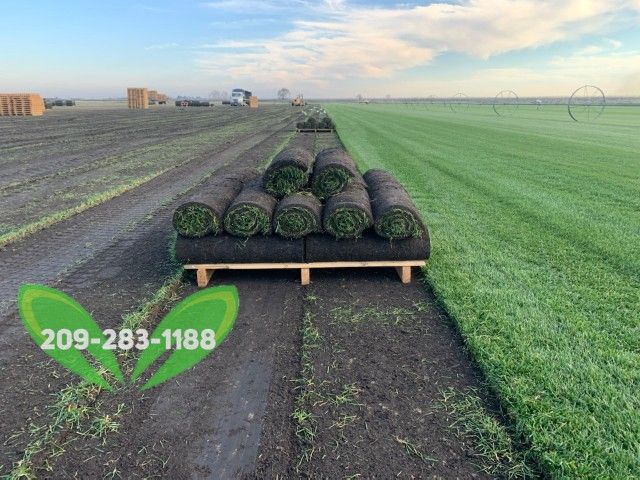 Best QUALITY Sod 