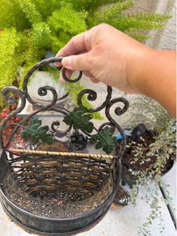 Grape vines plant 🪴 baskets with shelve for Knick-knacks