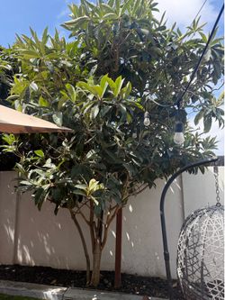 FREE Mature Loquat Tree – You Dig & Haul Away