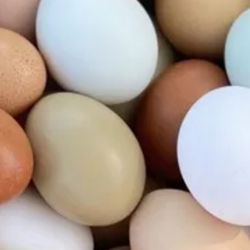Organic Fresh Eggs 