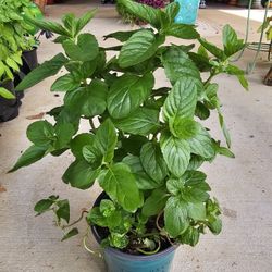 Yerba Buena Herb ARRIVE, BEAUTIFUL AND HEALTHY. $10 EACH