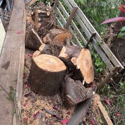 FREE FIREWOOD MAPLE