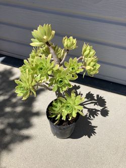Succulent Plant