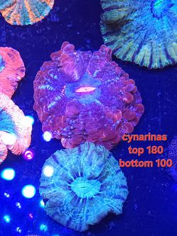 Cynarina Acanthophyllia Indophyllia Sunkist Bounce Symphyllia Fiji Leathers