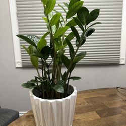 6” Potted ZZ Plant