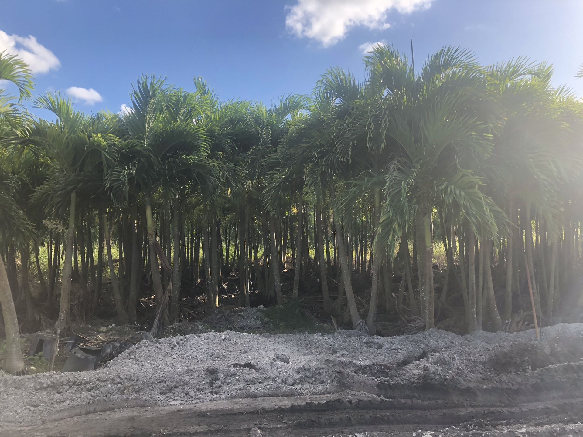 Adonidia Merrillii/ Christmas Palms