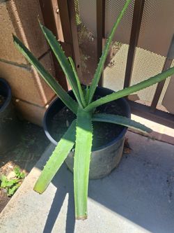 Aloe Vera Plant
