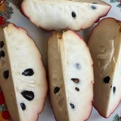 Red Geffner Atemoya tree (grafted) - 15 gallons