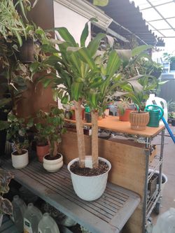 Dracaena Cane Plant