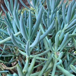 Blue Chalksticks
