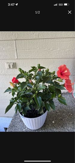 Three colors flower