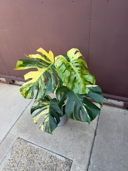 8” monstera marilyn yellow XL big plant new leaf on the way