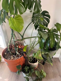 *Moving Sale* indoor plants including Monstera