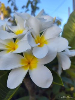 Plumeria plant bluming