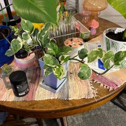 Plants For Sale