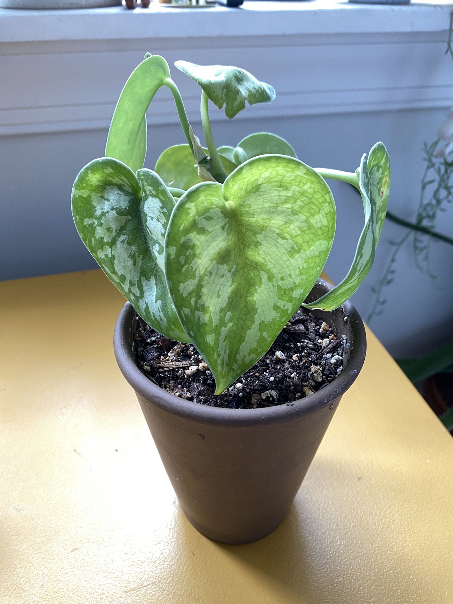 Satin Pothos