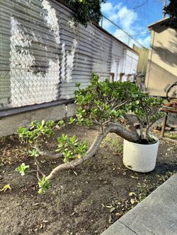 Huge Bonsai Of Jade Plant 