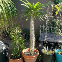 Pachipodium  Lamerei  . Madagascar Palm