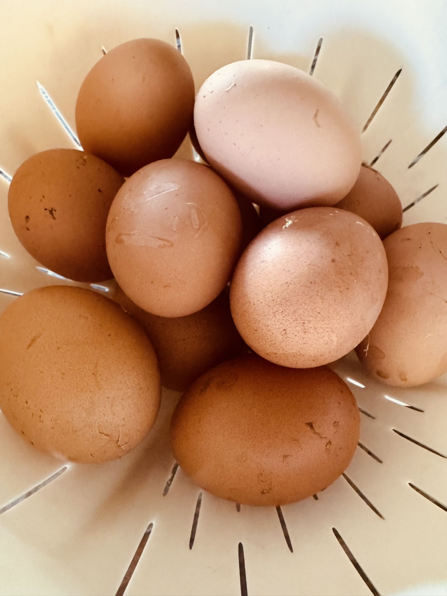 Farm fresh jumbo eggs