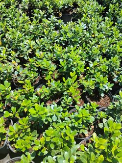 Green island ficus Hedges on sale now $6