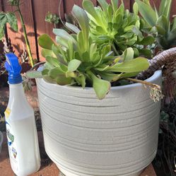 In A New Ceramic Pot .. Succulents..$35.00 EA…Firm