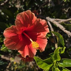 (3) Qty -Established Hibiscus Plants