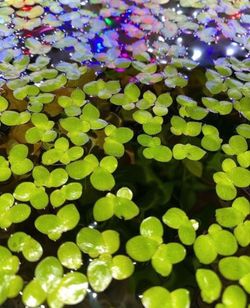 Giant Duckweed  🦆