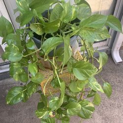 Golden Pothos Plant 