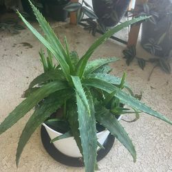 Large allow Vera plant