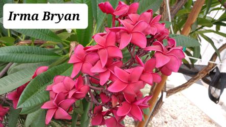 Plumeria Irma Bryan Large Cutting with Multiple Tips