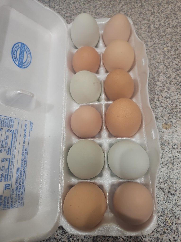 Fresh Eggs