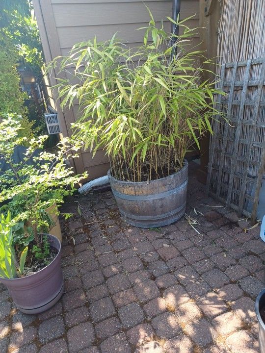 Bamboo In Barrel