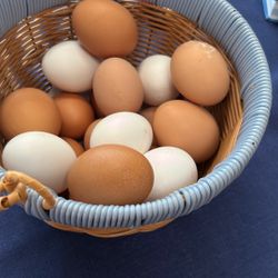 Fresh Eggs From Farm