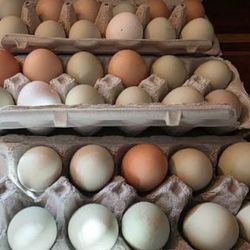 Backyard Farm Fresh Eggs