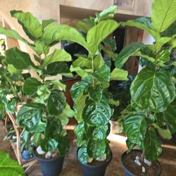 6.5 To 7ft Tall Fiddle Leaf Fig Plants In New Urns