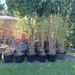 Bamboo Plants