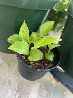 Plants