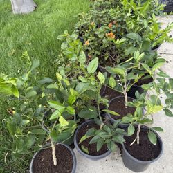 Lemon Plants For Sale , Plantas De Lemon $