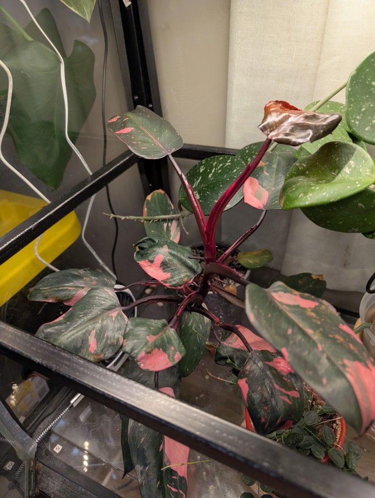 Philodendron Pink Princess