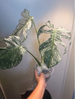 Monstera Devil Monster