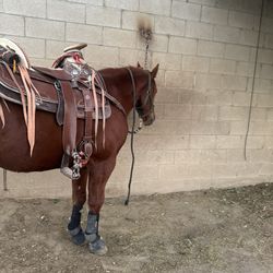 montura en venta/ horse saddle for sale 