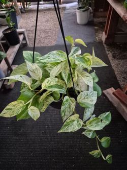 Marble Queen Pothos Plant 8" Pot $10 each