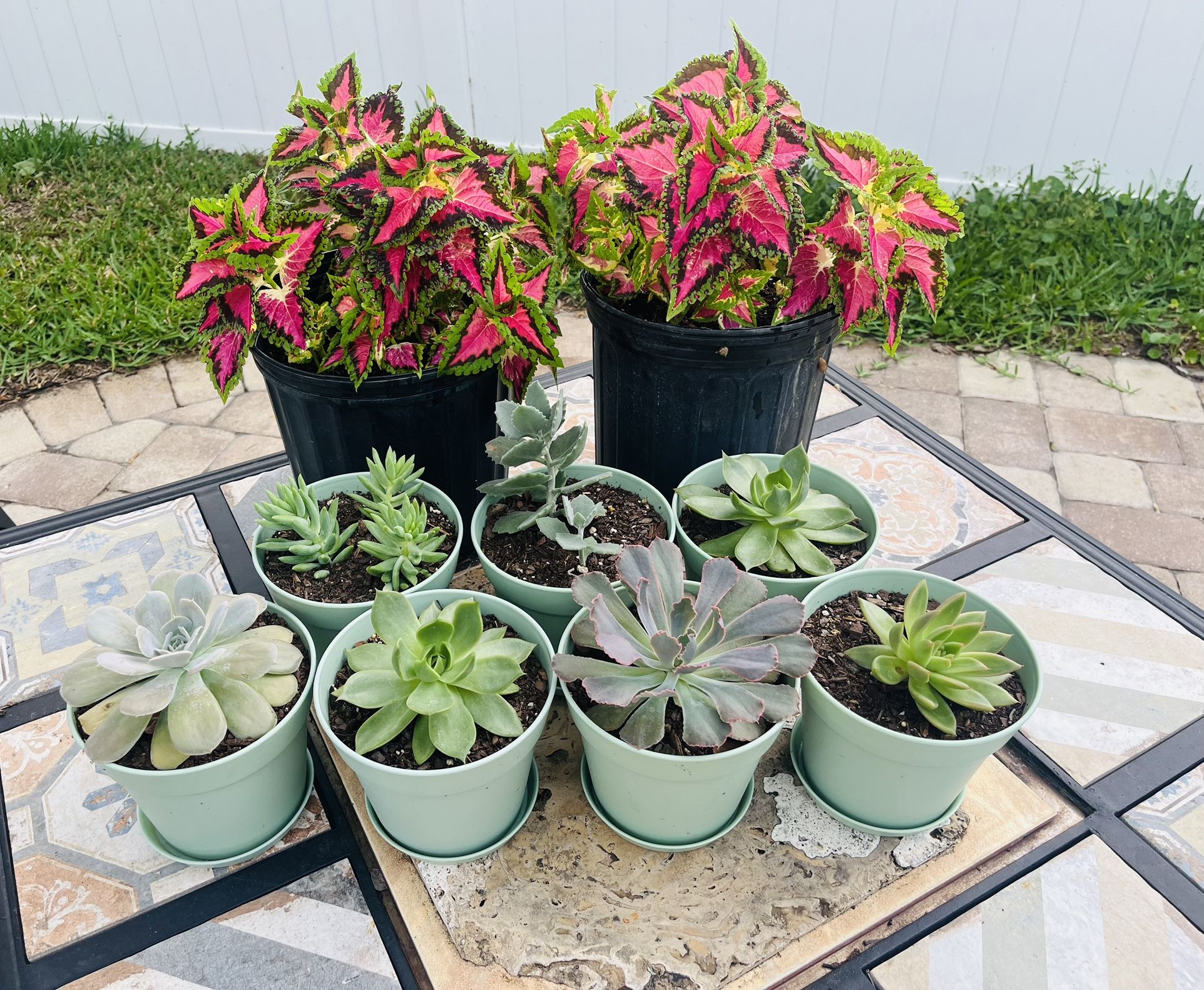 Coleus and succulents