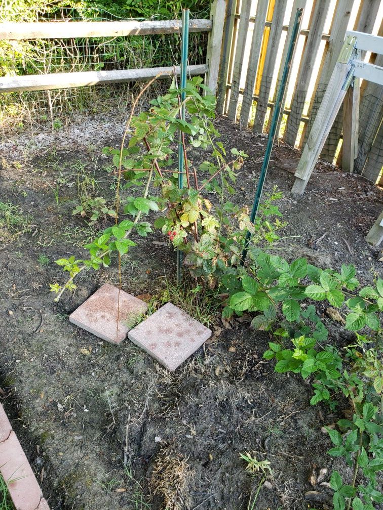 Thornless BlackBerry plants-free