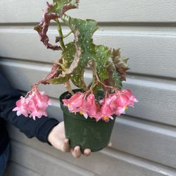 6” Blooming Begonia