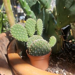 Opuntia Microdasys Bunny Ear Cactus