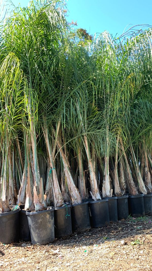 EXTRA LARGE 15 GALLON QUEEN PALMS for Sale in Moreno Valley, CA OfferUp