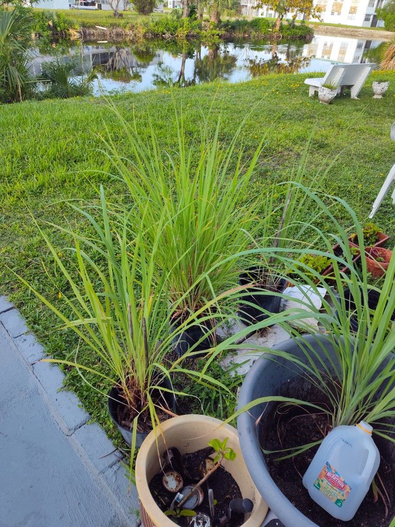 Lemon Grass