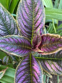 Plantas de color